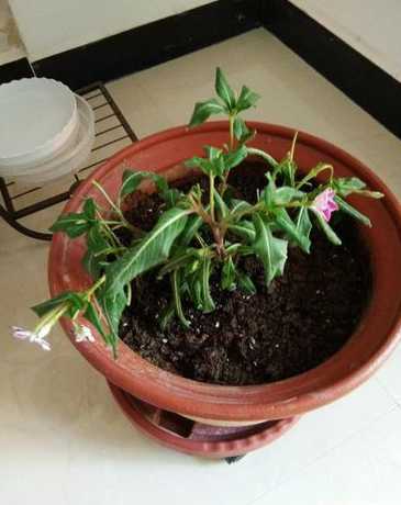 给花浇水为什么还是蔫 我养的花浇水后会发蔫,这是什么原因
