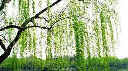 柳树柳树柳树柳树什么 二年级语文柳树像什么,如何填空