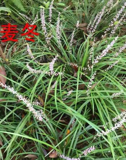 麦冬草一平方米多少钱 麦冬苗多少钱一吨