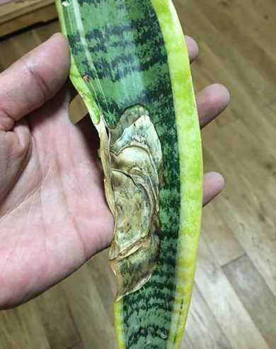 虎尾兰为什么变枯黄了 吊兰叶子本来很宽很厚为什么现在变的细小了