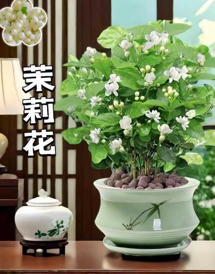 盆景茉莉什么时候开花 茉莉花盆景有哪些生长特点