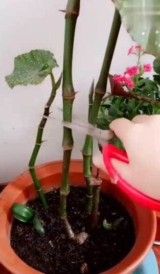 竹节海棠怎么叶片扦插 竹节海棠怎么扦插