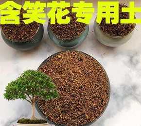 种含笑花用什么土壤好 含笑花的养殖方法