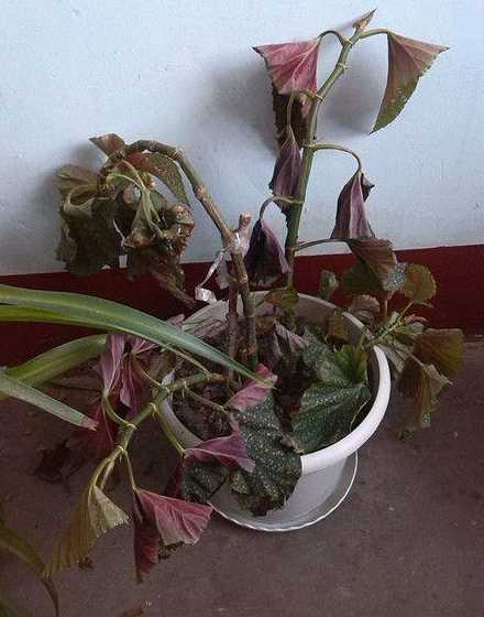 被冻了的花草可以浇水吗 花被冻了怎么补救浇水