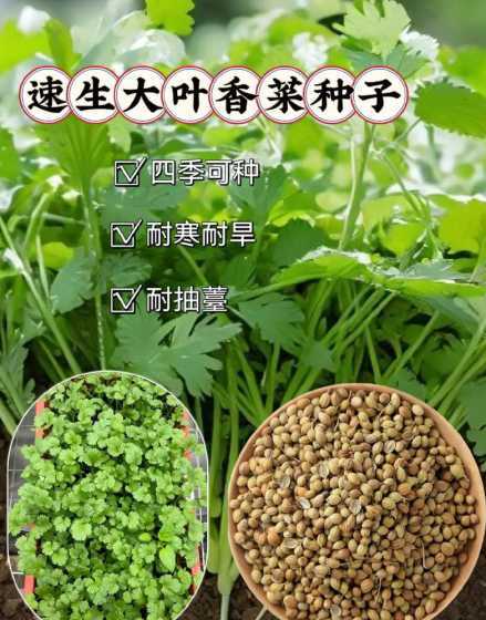 香菜种子冬天怎么种植 香菜种子怎么种植方法