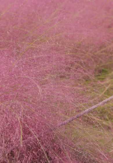 粉黛乱子草又叫什么 粉黛乱子草学名叫什么