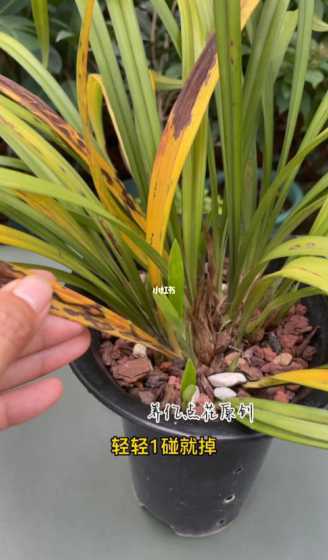 兰花变黄缺少什么原因 兰花近来有叶子从底部慢慢变黄怎么回事