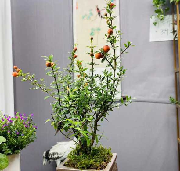 室内盆栽石榴用什么土 盆栽石榴的种植方法