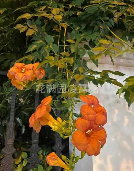 阳台如何养藤蔓凌霄花 现在阳台种什么藤蔓植物遮阳好