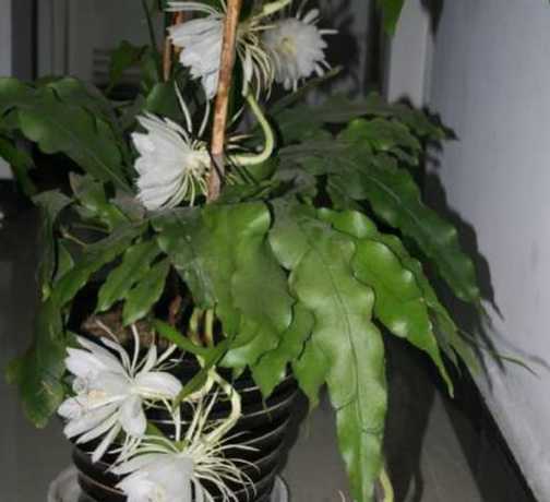 怎么判断昙花是否浇水 昙花的浇水时间和正确方法