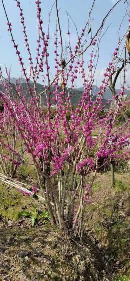 紫荆花生长在什么地方 紫荆花种在什么地方
