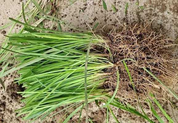 麦冬草每平方米多少钱 麦冬苗多少钱一吨