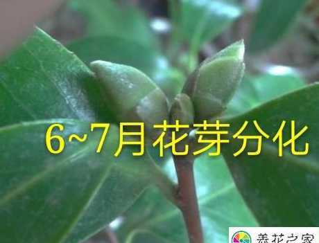 茶花什么时候花芽分化 茶花苗几年开花