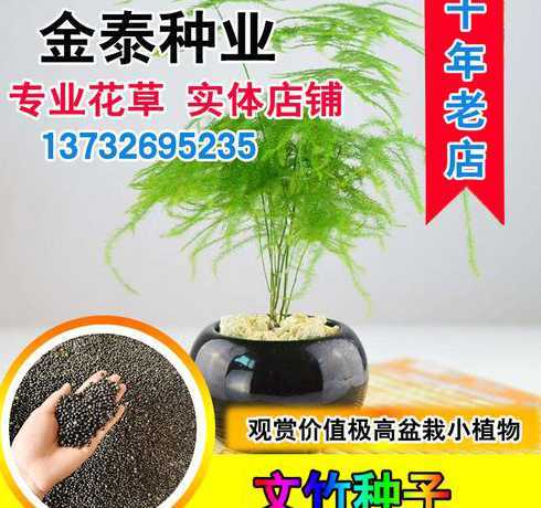 文竹种子太多怎么处理 文竹的种子是一粒就可以长出好几束文竹吗