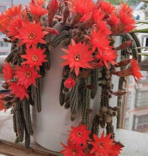 什么花常年开花还好养 什么花四季开花又好养
