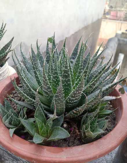 为什么多肉的刺是软的 多肉植物的生活习性