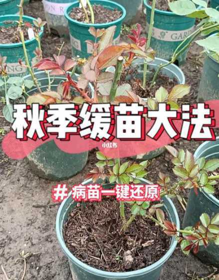 缓苗期间需要怎么养护 兰花缓苗期结束怎么养护
