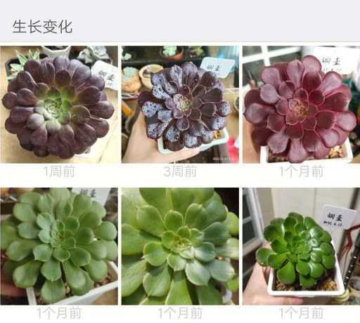 多肉什么时间生长最快 什么季节适合种多肉
