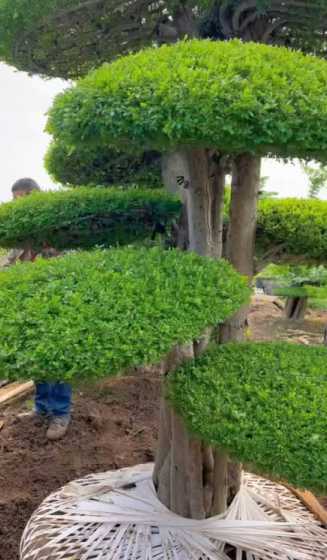 白蜡适合什么地方种植 白蜡树适合种植在庭院吗 白蜡树内容介绍