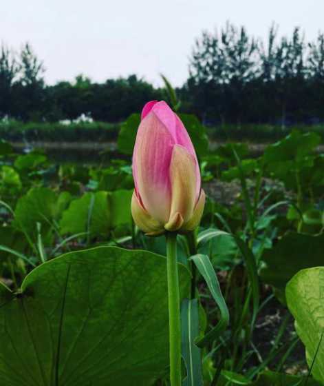 荷花为什么有水也要焉 荷花 关于地理方面