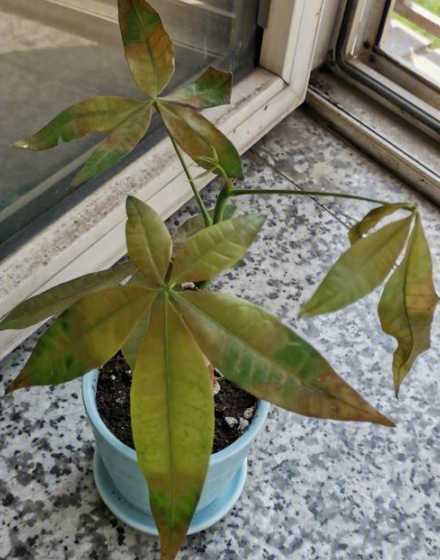 发财树叶子软了怎么办 发财树树干捏着有点软还能救活吗