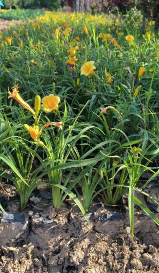 金娃娃萱草多少钱一盆 金娃娃萱草种植技术