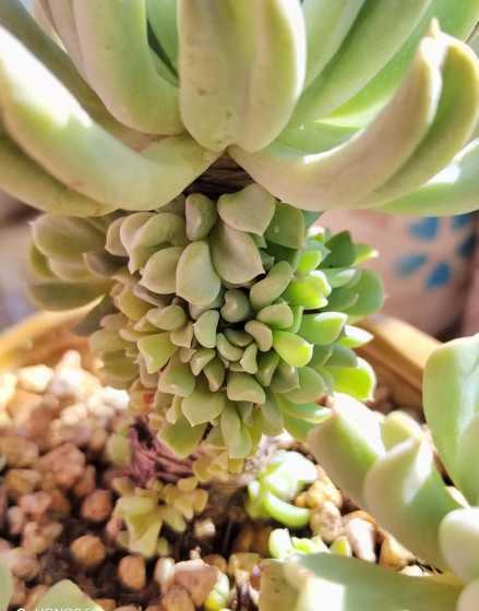 特玉莲要怎么养才好看 多肉植物特玉莲怎么养