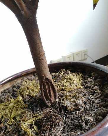 平安树枝断了怎么补救 平安树叶子干枯,树枝发黑怎么办