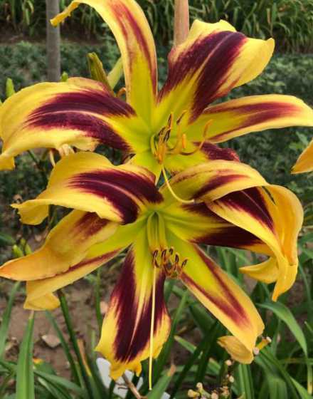 萱草每平方栽种多少株 矮麦冬栽植多少株每平方米