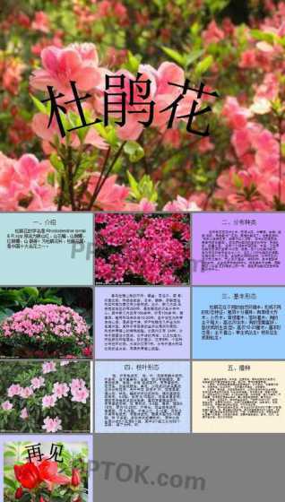 杜鹃寓意代表什么意思 杜鹃花的花语及其寓意象征