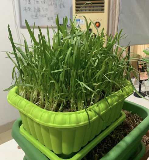 韭菜地里可以套种什么 韭菜和什么套种最好