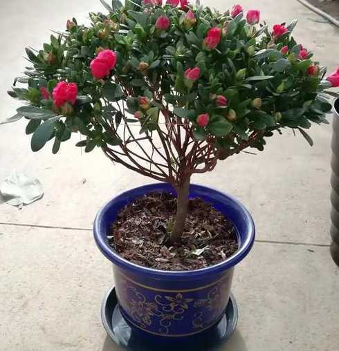 杜鹃开完了花怎么管理 杜鹃花开完花以后怎么处理好