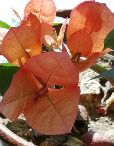 叶子边缘开发是什么花 花盆里莫名长出的植物,叶子边缘会长出小叶子,这是啥