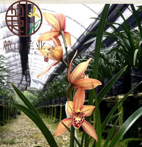 蕙兰桃花什么时候开花 什么花在什么时间开放