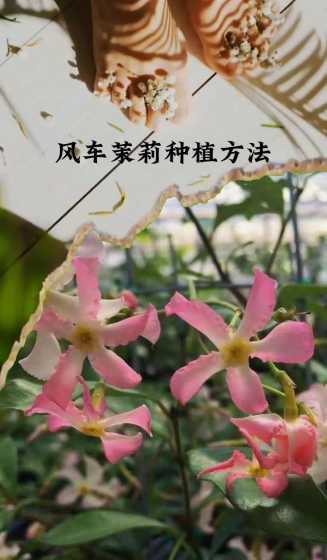 风车茉莉秋天怎么浇水 风车茉莉浇水过多怎么办