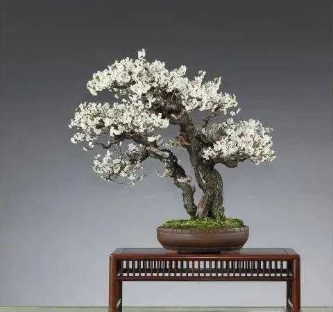 直杆梅花怎么制作盆景 梅花盆景怎么弯枝