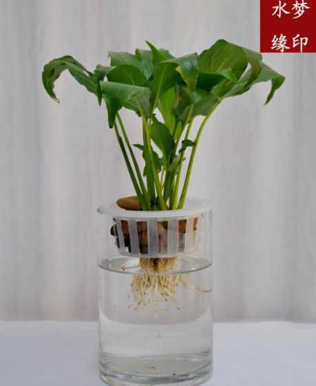 家里适合养什么花水培 水培什么花好看又好养(盘点五种适合水培的花卉)