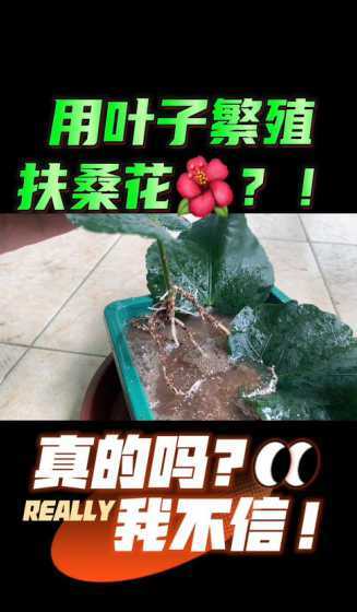 扶桑花用什么水扦插好 扶桑花的养殖方法扦插