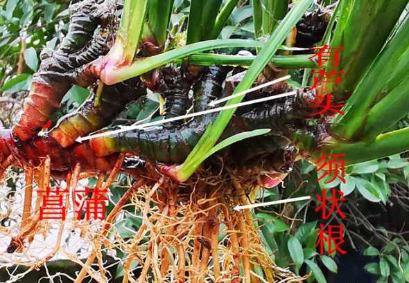 菖蒲怎么养殖怎么种植 菖蒲怎么养殖