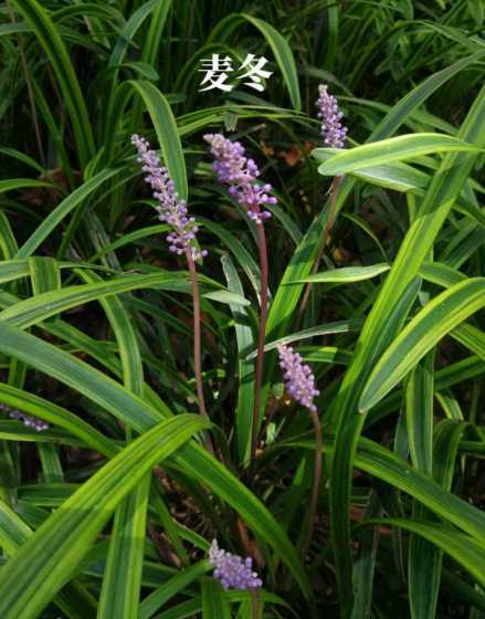 麦冬一个平方栽多少斤 中叶麦冬草栽植一平米用几斤