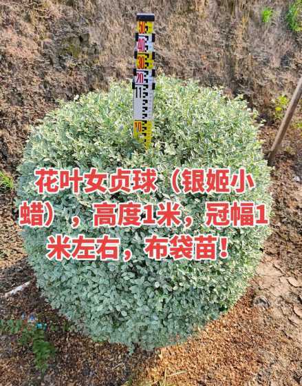 1米银姬小蜡球什么价 银姬小蜡球病虫害防治方法