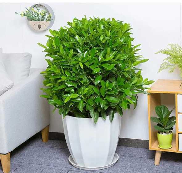 办公司适合养什么盆栽 公司办公室放什么植物