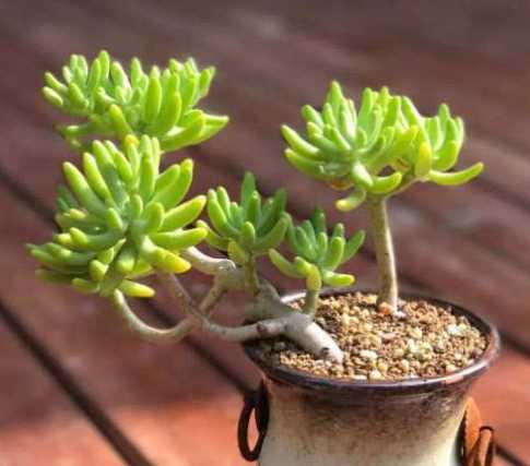 八千代什么季节繁殖好 多肉植物八千代怎么修剪