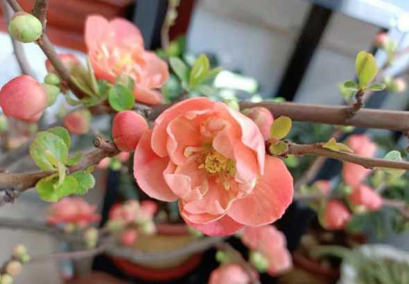 海堂什么时候发芽开花 木本的海堂花不开花时怎么没有树叶呢