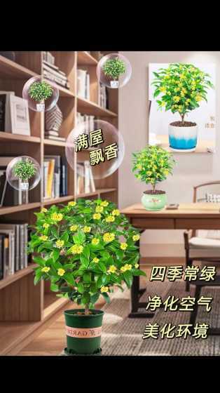 室内栽花树有什么讲究 去外面带土进家门放阳台种花有什么讲究吗