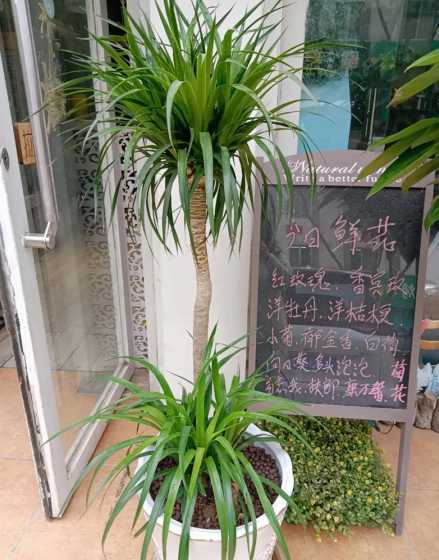 龙须树北方室内怎么养 龙须树怎么过冬天,安全过冬养护事项