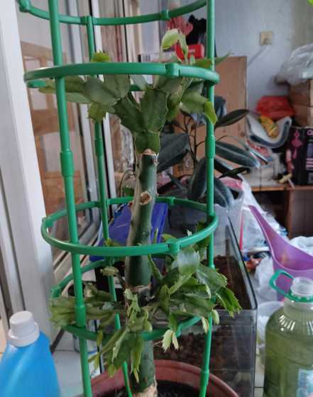 仙人掌怎么嫁接蟹爪兰 仙人掌嫁接蟹爪兰的养殖方法和注意事项