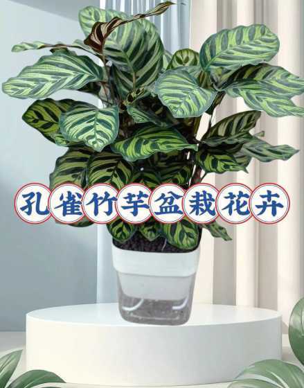 孔雀竹芋适合用什么土 孔雀竹芋用什么土栽培,怎么栽培