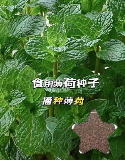 薄荷怎么样才能熏蚊子 在房间里放盆薄荷可以防蚊子吗