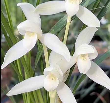 哪里有收够玉兰花花瓣 玉兰花有几个花瓣